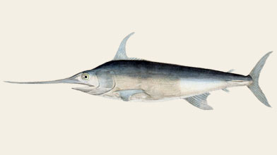 Seafood Species: Swordfish